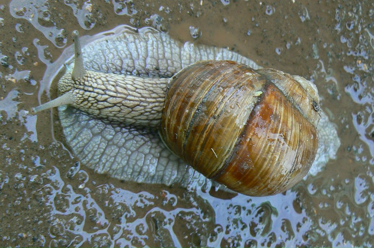 Леся Силакова | Киев