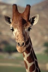 №13, Юра Підкова, Казатин №13, Юра Підкова, Казатин