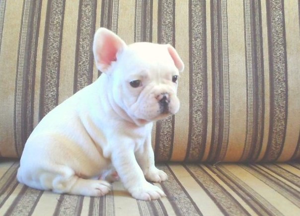 №73, Ольга Орлова, 22.3.1991, Новосибирск №73, Ольга Орлова, 22.3.1991, Новосибирск