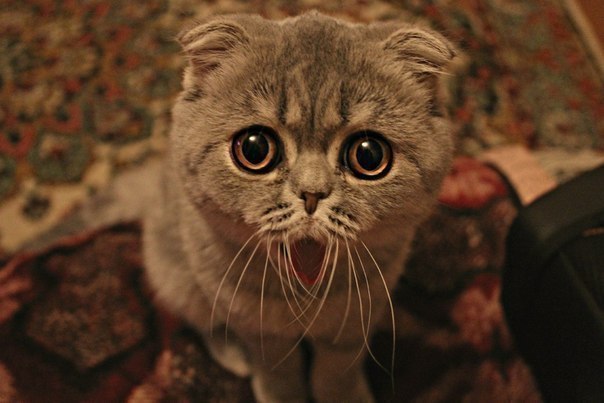 Татьяна Мухсинова | Челябинск