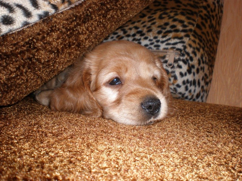 Марина Дорофеева | Сумы