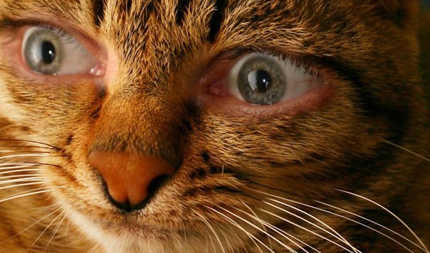 Иван Насакин | Тамбов