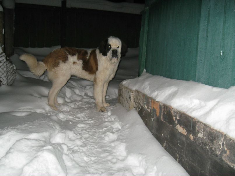 Ванек Петрикей | Чернигов