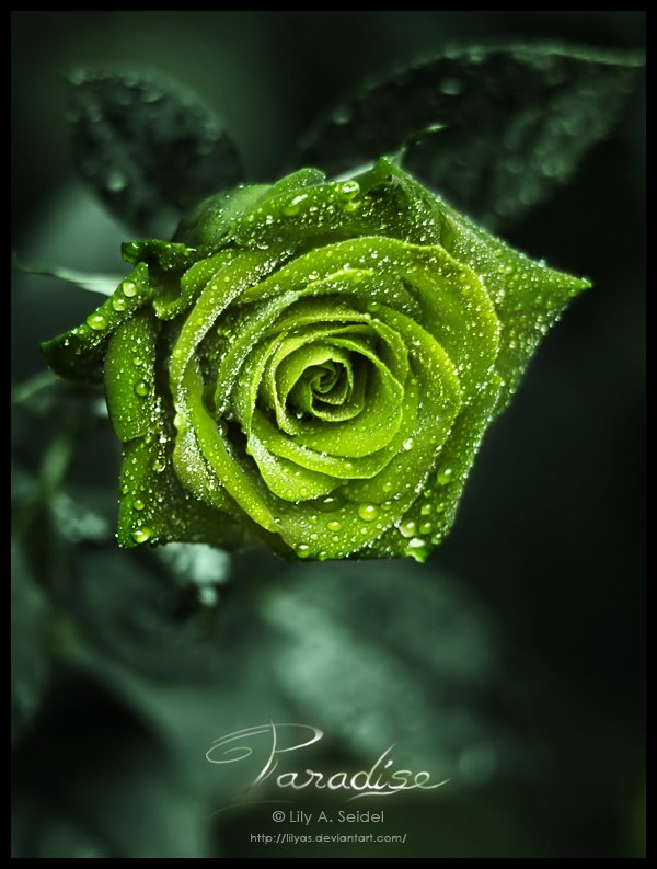 Татьяна Сульжицкая | 