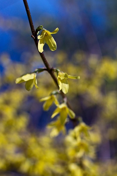 Сергей Топчий Викторович | Киев