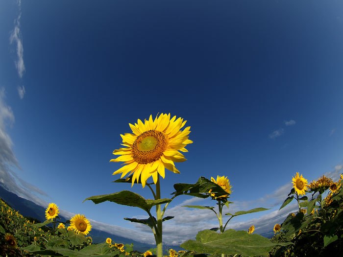 Вика Литовченко | 