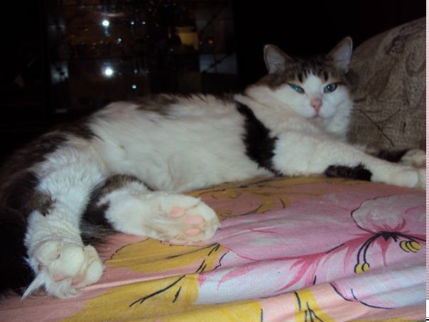 №8, Анна Алексеева №8, Анна Алексеева