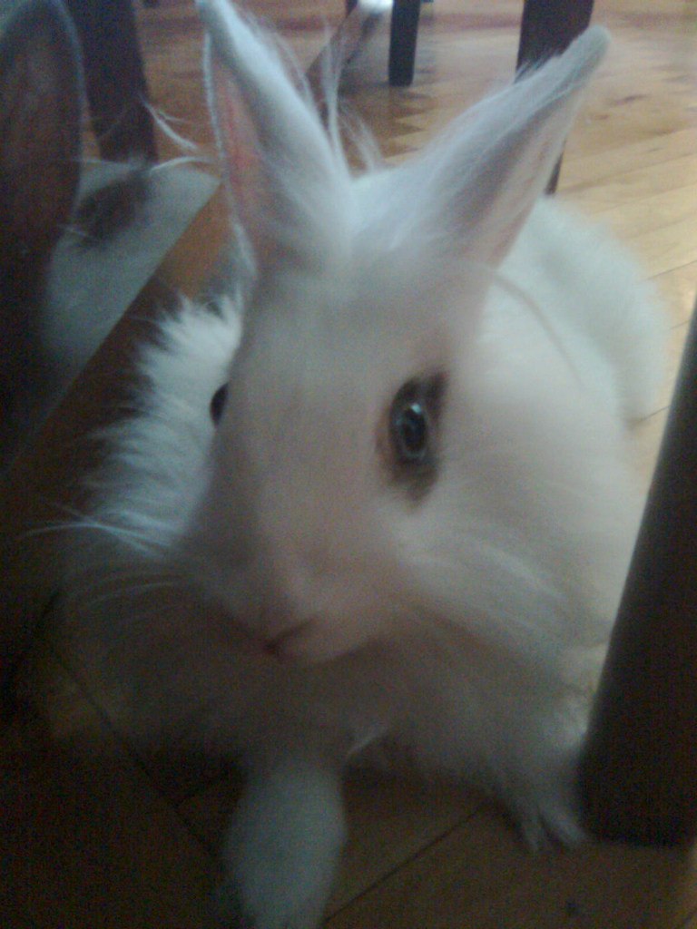 Христя Стех | 