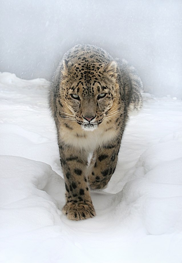 Анюта Демьянова | Днепр (Днепропетровск)