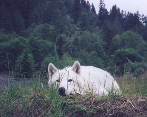Оля Вовк | Львов