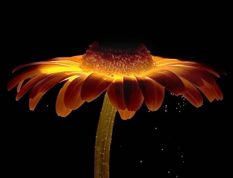 Анастасия Черепанова Поплавок | Ростов-на-Дону