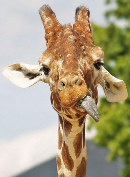 №21, Антон Рейпольский, Харьков №21, Антон Рейпольский, Харьков