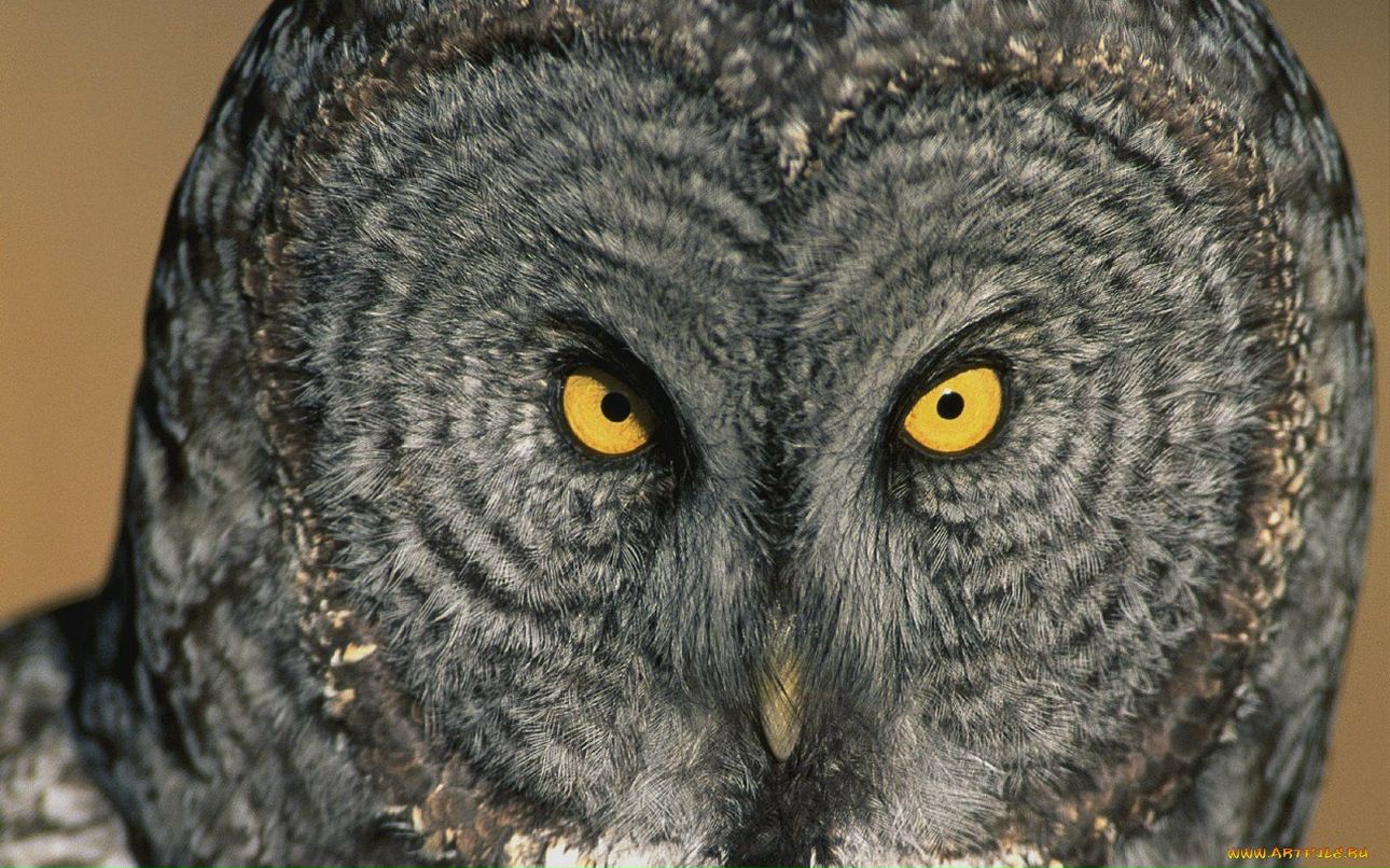 Jack Ripper | Истра