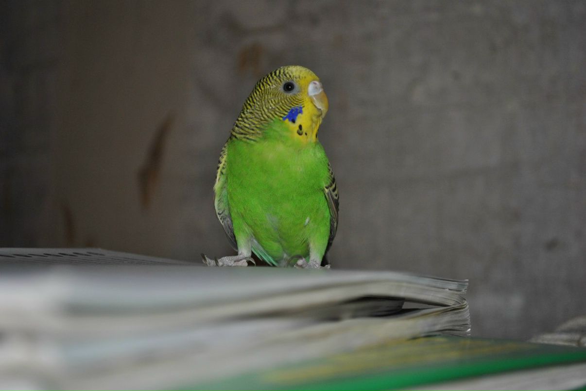 Любовь Кострикина | Москва