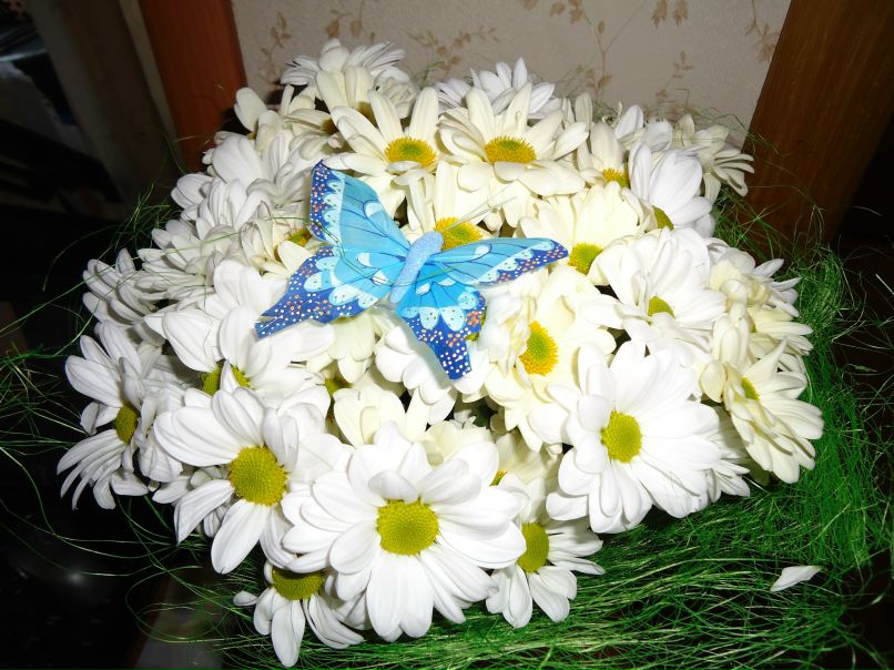 Дарья Рыжикова | Череповец