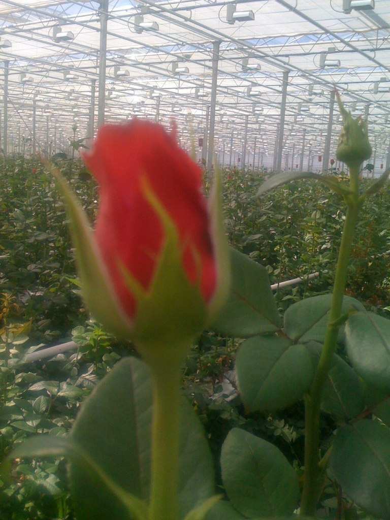 Ольга Лаврова | Санкт-Петербург