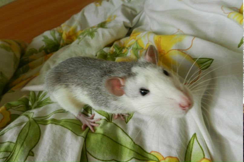 Маша Левина | Радужный