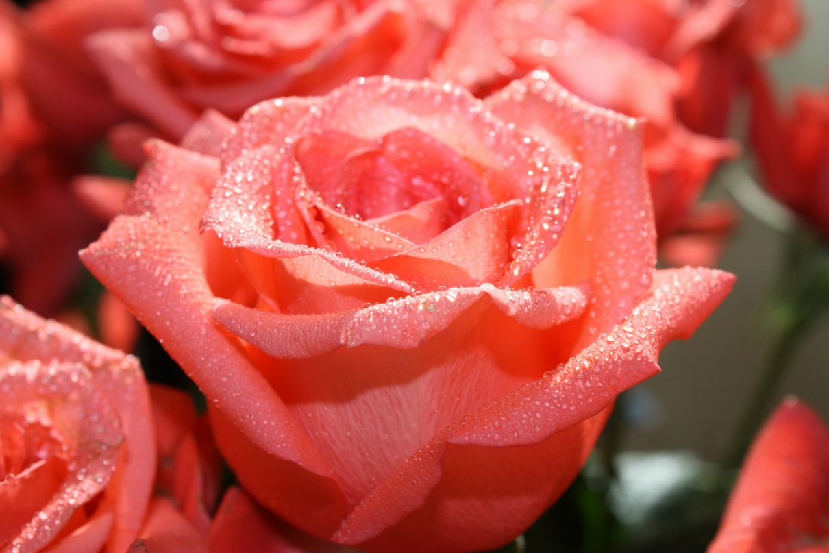 Оксана Петрова | Мурманск