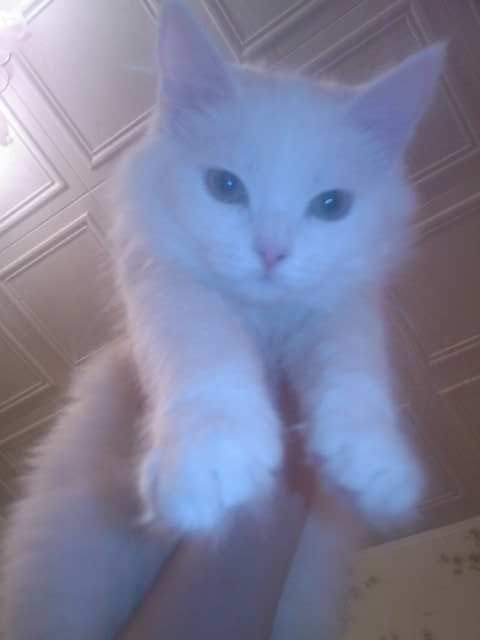 Катюшка Жевагина | 