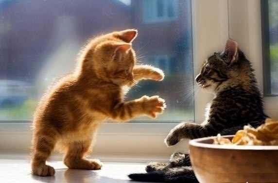 Dmitrijs Kotovs cleaner2009 | Dungannon