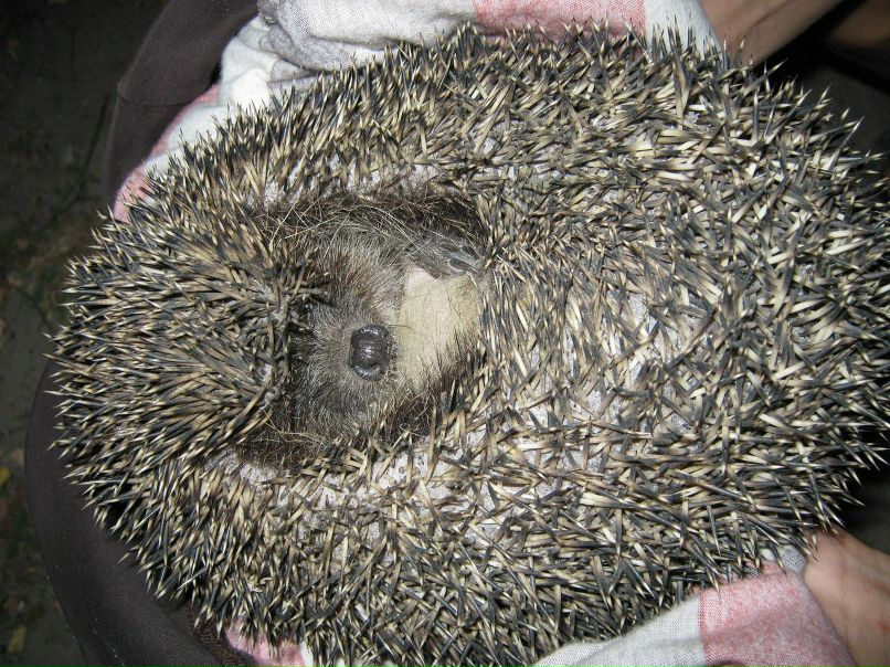 Сергей Пунтий | Киев