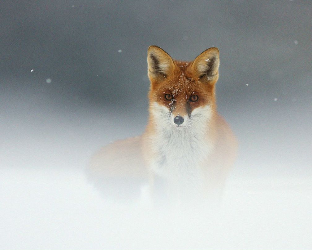 Дмитрий Ременюк | 