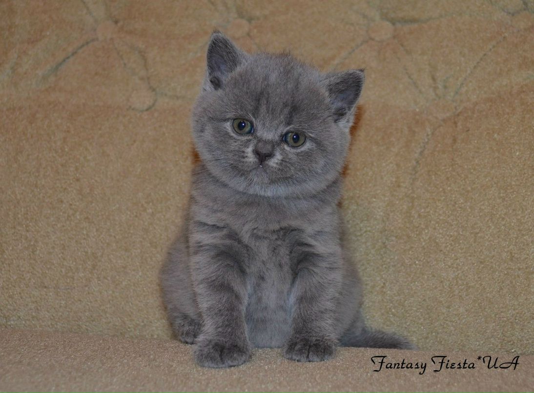 Людмила Перепелица | Одесса