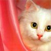 Аватар: Котик *мяу мур*