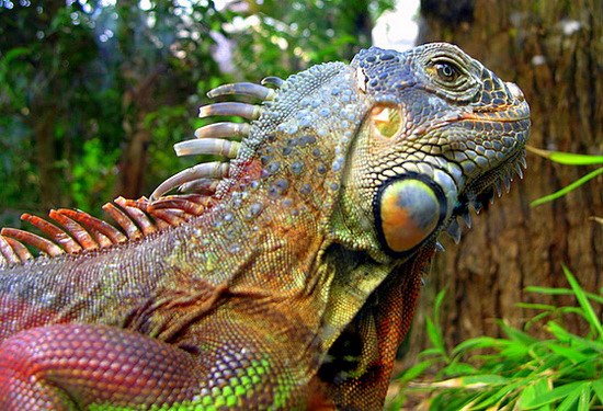 Анна Гущина *iguanna* | Москва