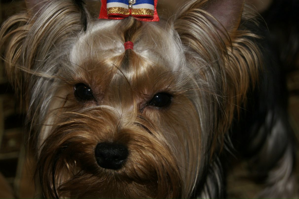 Елена Венкова | Нижний Новгород