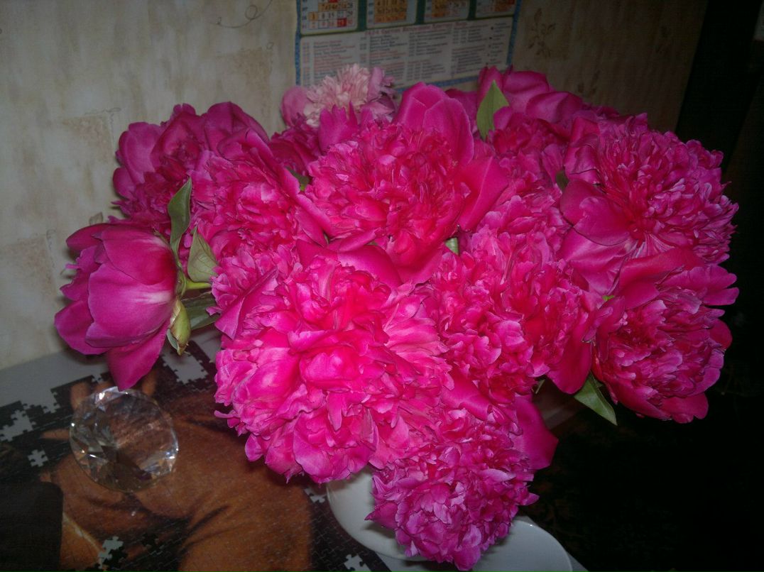 Michelle Tul | Омск