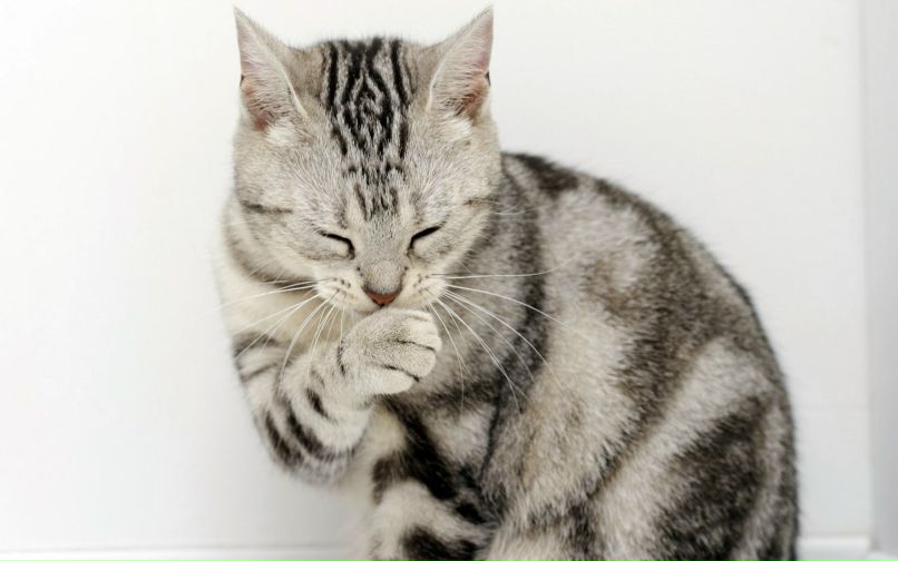 Валерия Ярцева | Новокузнецк