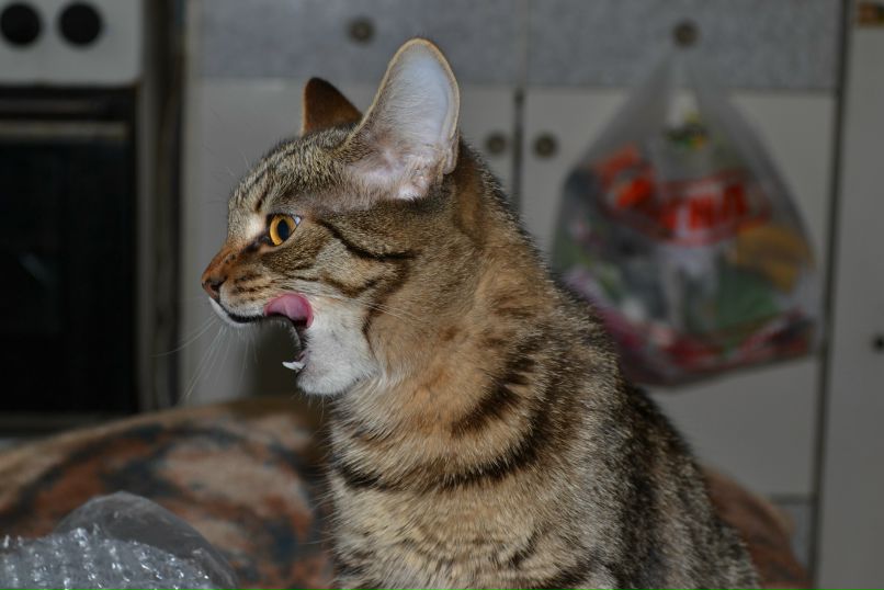 Ирина Пятницына Kotiy | Великий Новгород