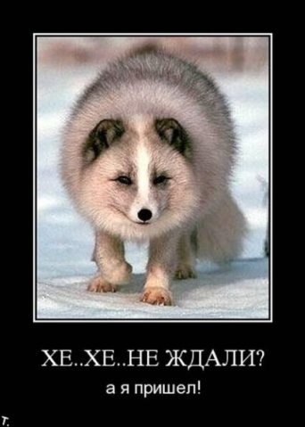 №116, Алёна Гурина, 33 года, Санкт-Петербург №116, Алёна Гурина, 33 года, Санкт-Петербург