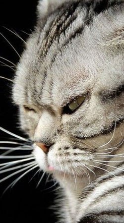 Саша Рипа | Корсунь-Шевченковский