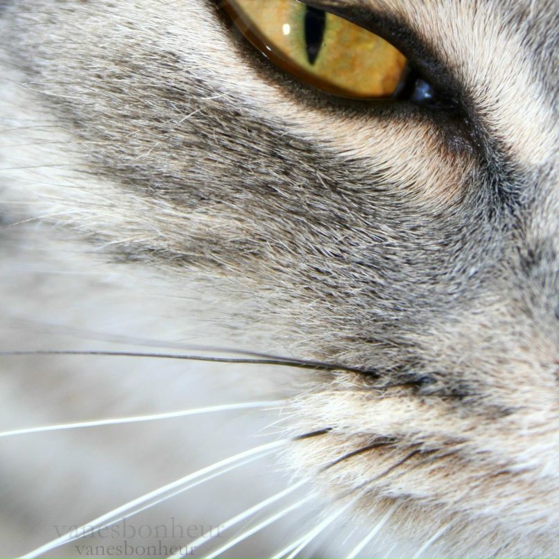 Лена Мирошниченко | Тольятти