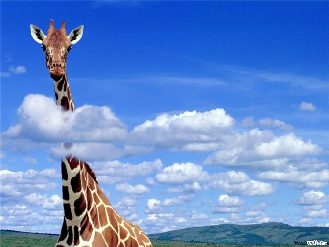 Марина Львова | Санкт-Петербург