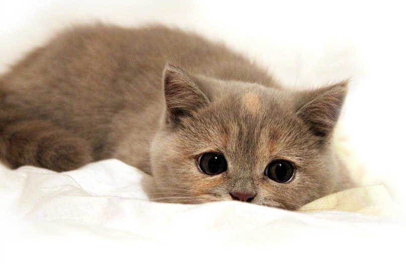 Виктория Ситникова | Москва