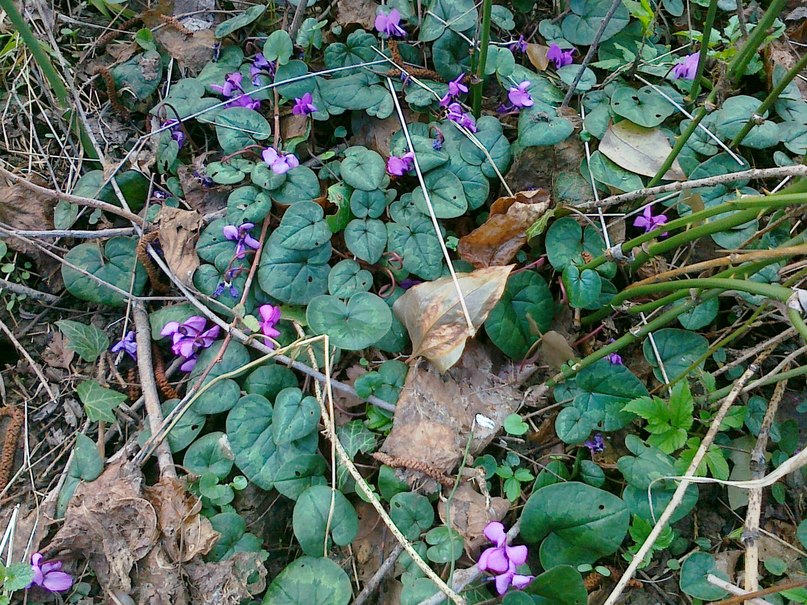 Вика Кокташ | Киев