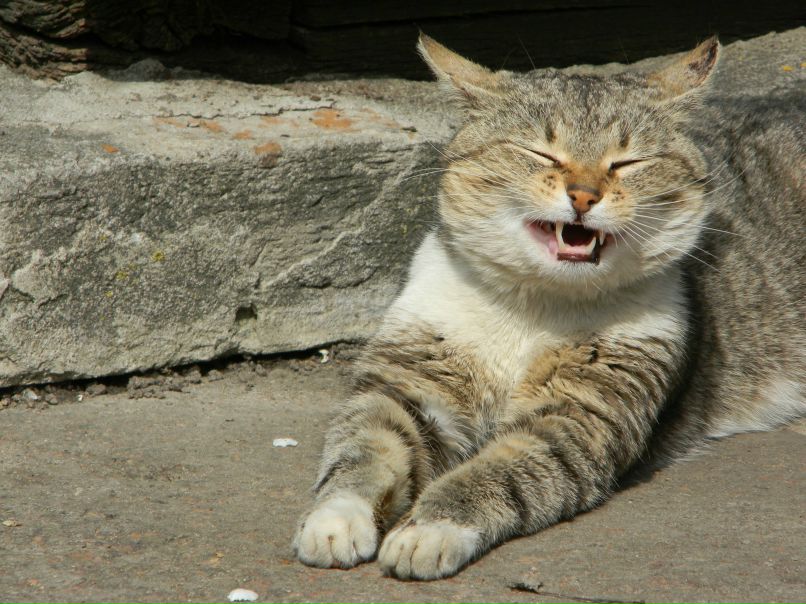 Ирина Малина | 