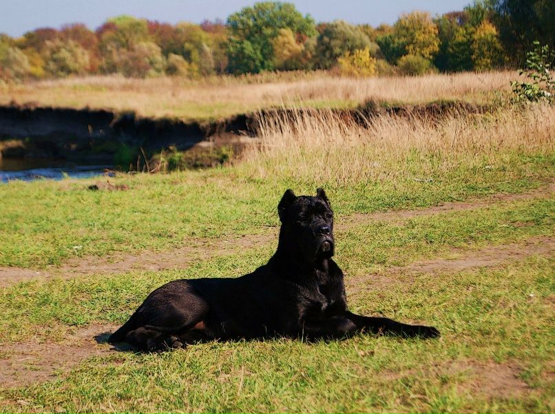 Гриша Залесский волк_999 | Переславль-Залесский