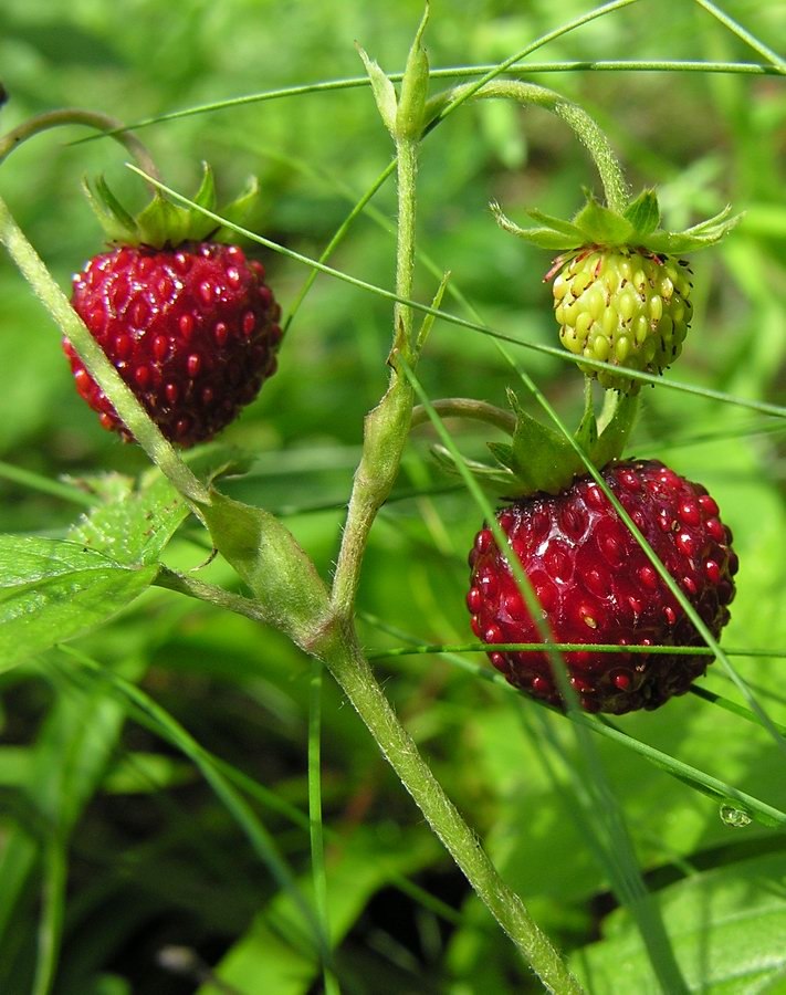 Ирина Ворожкова | 