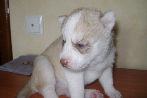 Тёма Михайлец | Кривой Рог