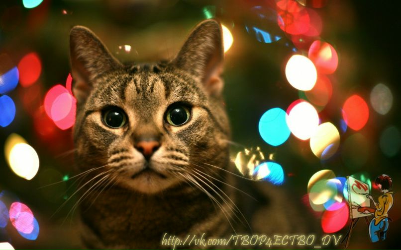 Полина Романова | Хабаровск