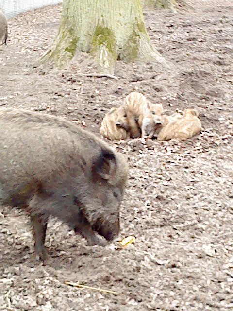 Диана Шварц | Hannover