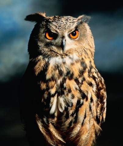 Павел Дмитриев | Москва