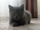 Фотография Кот Даня