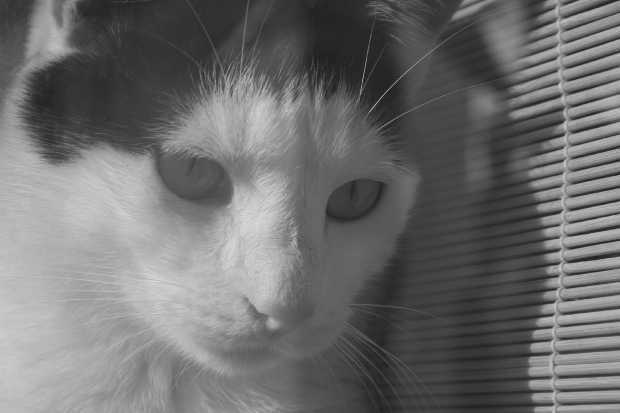 Даниил Сазанович | Верхняя Пышма