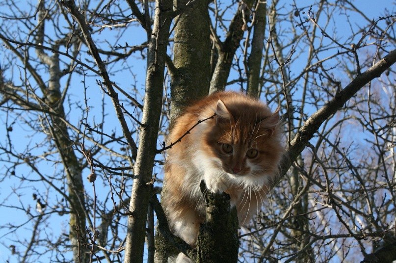 Галина Крамич | Шатура