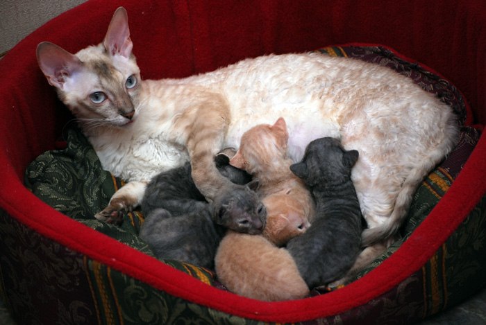 Анна Ривилис | Москва